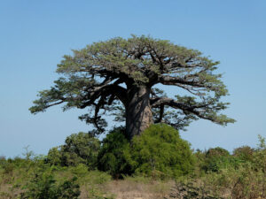 die ersten Baobabs