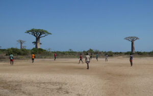 die ersten Baobabs