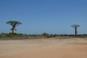 die ersten Baobabs
