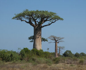 die ersten Baobabs
