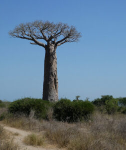 die ersten Baobabs