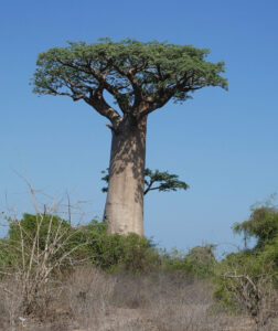 die ersten Baobabs