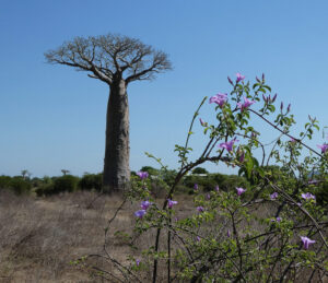 die ersten Baobabs
