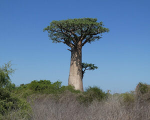die ersten Baobabs