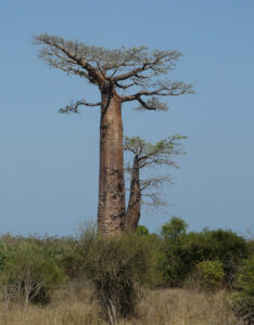 die ersten Baobabs