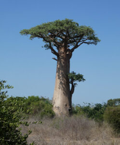 die ersten Baobabs