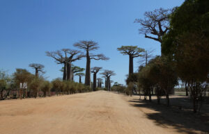 Baobab Avenue
