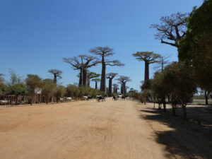 Baobab Avenue