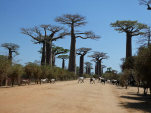 Baobab Avenue