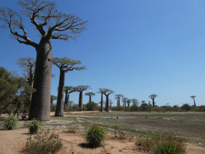 Baobab Avenue