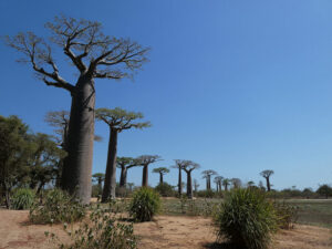 Baobab Avenue