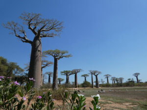 Baobab Avenue