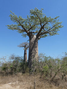 Baobab Avenue