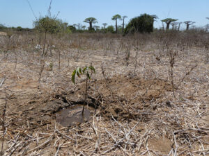Baobab-Setzling
