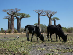 Baobab Avenue