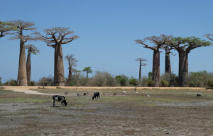 Baobab Avenue