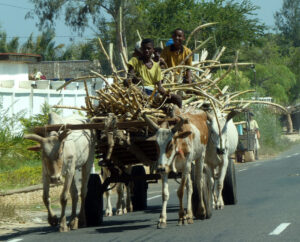 Zebu-Karren