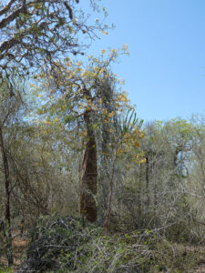 Baobabs