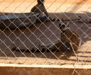 Kattas im Lemur Rescue Center