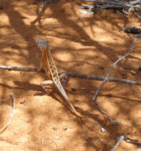 Madagaskar Sandleguan