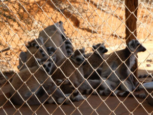 Kattas im Lemur Rescue Center