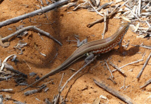 Leguan