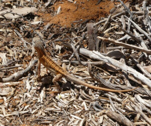 Madagaskar Sandleguan