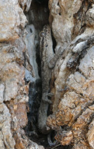 Blattschwanzgecko