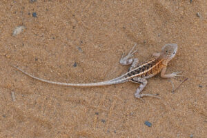 Madagaskar Sandleguan