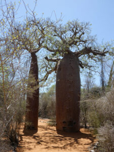 Baobabs