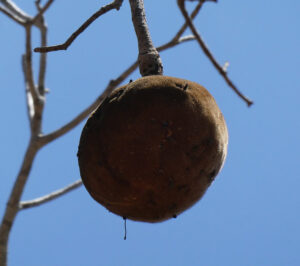 Baobabfrucht