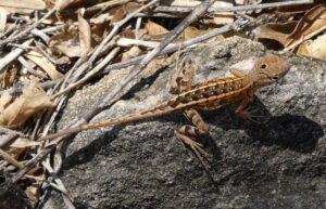 Madagaskar Sandleguan