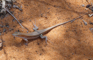 Leguan