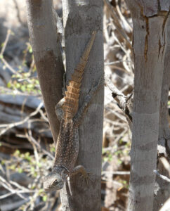 Großer Madagaskar-Baumleguan
