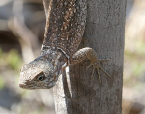 Großer Madagaskar-Baumleguan