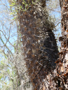 Spiny Forest