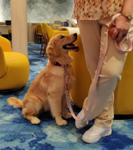 Chief Dog Officer Rover