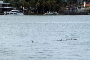 "Miami Dolphins"