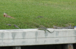 Iguanas