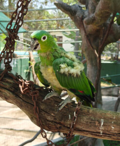 Amazone