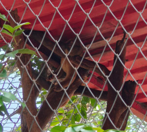 Wickelbär