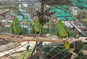 Amazonen