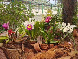 Orchideen