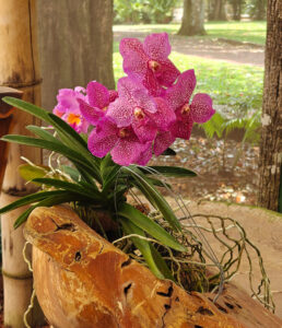 Orchideen