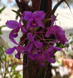 Orchideen
