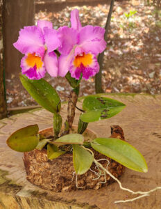 Orchideen