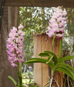 Orchideen