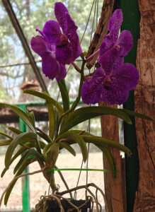 Orchideen