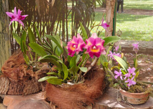Orchideen