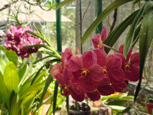 Orchideen